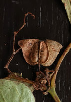 Begonia sp. nov., dry mature capsule, Buntu Burake, 1050 m asl, Makale, South Sulawesi