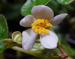 Begonia sp. nov., female flower with styles and stigmates, Buntu Burake, Makale, South Sulawesi