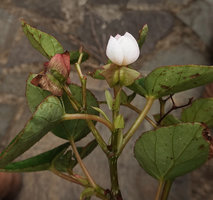 Begonia sp. nov., five tepaled female flower and fruit, Buntu Burake, Makale, 1050 m asl, South Sulawesi