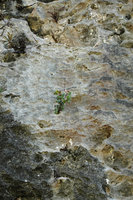 Begonia sp. nov. in a small hole on vertical totally exposed limestone cliff, Buntu Burake, Makale, 1050 m asl, South Sulawesi