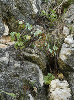 Begonia sp. nov. individuals in small cracks and holes on vertical totally exposed limestone cliff, Buntu Burake, Makale, 1050 m asl, South Sulawesi