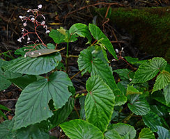 Begonia sp. nov. “kelimutuensis”, Kelimutu NP, Flores, Indonesia