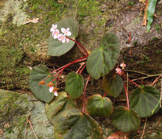 Begonia sp. nov. male and female flowers, Cunca Wulang waterfall, Flores, Indonesia