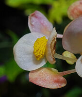 Begonia sp. nov., male flower at anthesis, Buntu Burake, Makale, 1050 m asl, South Sulawesi