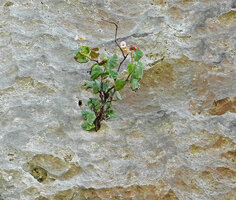 Begonia sp. nov., multistemmed individual emerging from a small hole in the vertical karst cliff, Buntu Burake, 1050 m asl, Makale, South Sulawesi