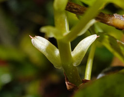 Begonia sp. nov., stipules, Buntu Burake, Makale, 1050 m asl, South Sulawesi