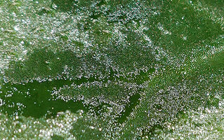 Begonia sp. nov., velvet sheen due to lines of dome shaped epidermal cells and refractive patches due to epidermal cells filled with gaz, Buntu Burake, Makale, South Sulawesi