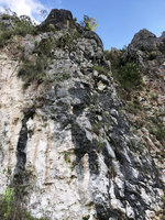 Begonia sp. nov., vertical exposed limestone cliff, Buntu Burake, 1050 m asl, Makale, South Sulawesi
