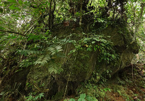 Begonia ozotothrix on a big mossy limestone boulder, Camba, Maros, South Sulawesi