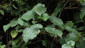 Begonia aptera, one female flower under the leaves, Wara Barat, Palopo, South Sulawesi