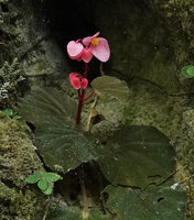 Begonia siccacaudata on limestone rocks, male two tepaled flowers and basal dry capsular fruit, Bantimurung, South Sulawesi