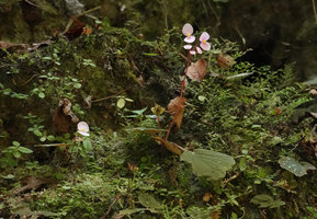 Begonia siccacaudata on limestone rocks, male two tepaled light pink flowers and basal maturing fruit, Bantimurung, South Sulawesi