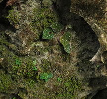Begonia siccacaudata on limestone rocks, silver spotted form, Bantimurung, South Sulawesi