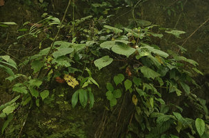 Begonia ozotothrix on mossy limestone boulder, Camba, Maros, South Sulawesi
