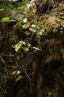 Begonia siregarii  on mossy limestone ledge, base of Gunung Kongkang, Buntu Pune, Tana Toraja, South Sulawesi