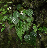 Begonia cf. gemella on mossy limestone rock, Camba, Maros, South Sulawesi