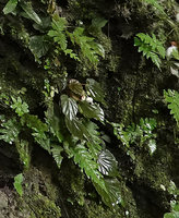 Begonia cf. gemella  on mossy limestone rock, inflorescence with male flowers, Camba, Maros, South Sulawesi