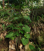Begonia popenoei, an escaped Central American species on vertical limestone bank, much branched inflorescence, base of Buntu Burake, Tana Toraja, South Sulawesi