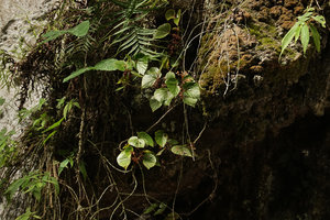 Begonia siregarii  on vertical limestone rocks at the base of Gunung Kongkang, Buntu Pune, Tana Toraja, South Sulawesi