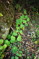 Begonia sp. on vertical rocky bank, 2000 m asl, Acul, Nebaj, Quiche, Guatemala