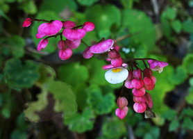 Begonia sp., outer bright pink and inner bright white tepals, Acul, Nebaj, Quiche, Guatemala