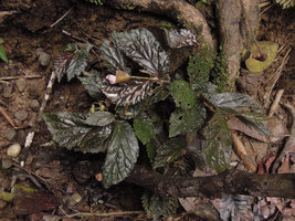 Begonia sp., plain dark brown form with female and young male flowers, Karawari, East Sepik, Papua New Guinea