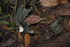 Begonia sp., plain dark brown form with male flower, Karawari, East Sepik, Papua New Guinea