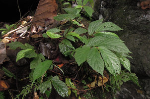 Begonia sp., plain green form with some erect stiff hairs, Karawari, East Sepik, Papua New Guinea