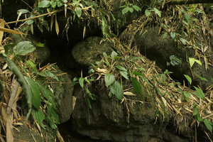 Begonia sp., population on rocks, Putao, Kachin, Myanmar