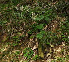 Begonia popenoei, an escaped Central American species, population on vertical limestone bank, base of Buntu Burake, Tana Toraja, South Sulawesi