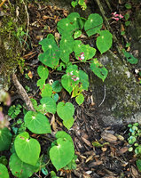 Begonia sp., purple emergences along petiole and inflorescence axis, hairs along leaf margin, Acul, Nebaj, Quiche, Guatemala