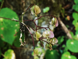 Begonia sp., reflexed capsules, Acul, Nebaj, Quiche, Guatemala