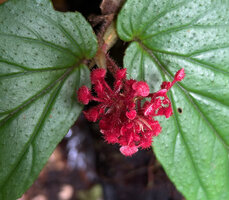 Begonia sp. sect. Petermannia, apical part of inflorescence with male flowers, Malagufuk, Sorong, West Papua