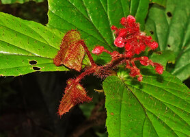Begonia sp. sect. Petermannia, hairy ovaries of female flowers, hairy tepals of male flowers, hairy peduncles and sparse erect hairs on leaves, Malagufuk, Sorong, West Papua