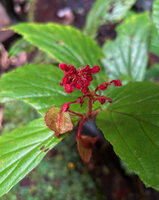 Begonia sp. sect. Petermannia, inflorescence with two protogynous basal female flowers and erect branched upper part with male flowers, Malagufuk, Sorong, West Papua
