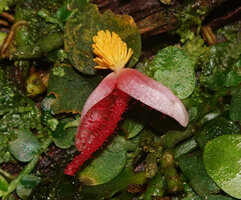 Begonia sp. sect. Petermannia, male flower, Malagufuk, Sorong, West Papua