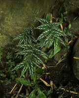 Begonia mariachristinae, silvery white refractive  blotches on leaf surface and hairy petioles and stems, Putao, Kachin, Myanmar