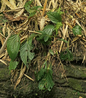Begonia sp., succulent symmetric leaves partly dehydrated on vertical rock, Putao, Kachin, Myanmar