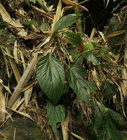 Begonia sp., succulent symmetric leaves, somewhat similar to the geographically distant B. caobangensis from northern Vietnam, Putao, Kachin, Myanmar