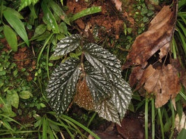 Begonia sp., the brown form with silver white refringent spots, Karawari, East Sepik, Papua New Guinea