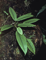 Begonia squamulosa epiphyte on a dead log, Makokou, Gabon