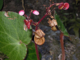 Begonia suborbiculata, dry rain splash capsules with five unequal wings, in March, Cataban Cuyaw-Yaw Falls, Palawan, Philippines