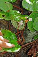 Begonia suborbiculata, elongated stem internodes, Taytay, Palawan, Philippines