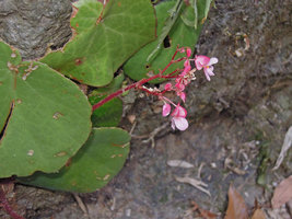 Begonia suborbiculata, female flowers with five winged ovary, Cataban Cuyaw-Yaw Falls, Palawan, Philippines