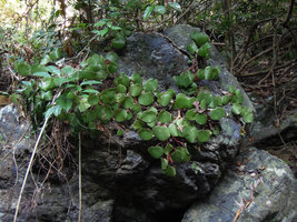 Begonia suborbiculata, fleshy leaves perfectly turgescent during the dry season, in March, on a big boulder, Cataban Cuyaw-Yaw Falls, Palawan, Philippines