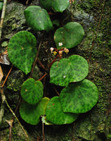 Begonia suborbiculata, flowering and fruiting individual, Taytay, Palawan, Philippines