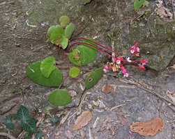 Begonia suborbiculata, flowering during the dry season, in March, Cataban Cuyaw-Yaw Falls, Palawan, Philippines