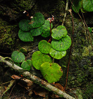 Begonia suborbiculata, flowering specimen on vertical seeping rock, Taytay, Palawan, Philippines