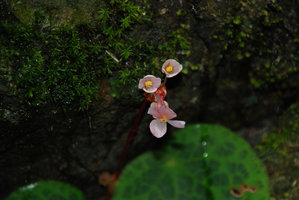 Begonia suborbiculata, male flowers, Taytay, Palawan, Philippines