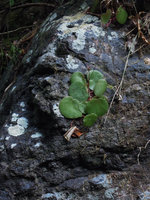 Begonia suborbiculata on rock exhibiting leaf shade avoidance through indefinite petiole elongation, Cataban Cuyaw-Yaw Falls, Palawan, Philippines